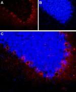 NPY2R Antibody in Immunohistochemistry (Frozen) (IHC (F))