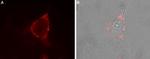 Neuroligin 1 (extracellular) Antibody in Immunocytochemistry (ICC/IF)