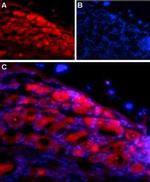 Neuroligin 1 (extracellular) Antibody in Immunohistochemistry (Frozen) (IHC (F))