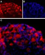 Neuroligin 2 (extracellular) Antibody in Immunohistochemistry (IHC)