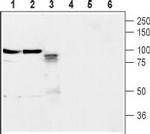 Neuroligin 2 (extracellular) Antibody in Western Blot (WB)