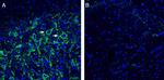 Neuroligin 3 (extracellular) Antibody in Immunohistochemistry (Frozen) (IHC (F))