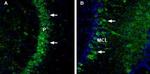 NCAM2 (extracellular) Antibody in Immunohistochemistry (Frozen) (IHC (F))