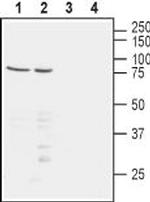 Nectin-1/PVRL1 (extracellular) Antibody in Western Blot (WB)