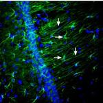 Nectin-2/PVRL2 (extracellular) Antibody in Immunohistochemistry (Frozen) (IHC (F))