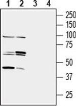 Nectin-3/PVRL3 (extracellular) Antibody in Western Blot (WB)