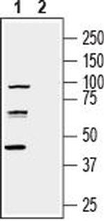 Nectin-3/PVRL3 (extracellular) Antibody in Western Blot (WB)