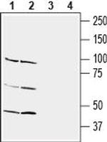 Nectin-3/PVRL3 (extracellular) Antibody in Western Blot (WB)