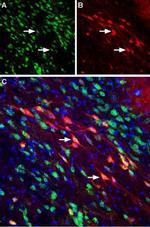 Neuropilin-2 (NRP2) (extracellular) Antibody in Immunohistochemistry (Frozen) (IHC (F))