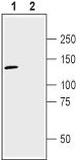 Neuropilin-2 (NRP2) (extracellular) Antibody in Western Blot (WB)