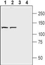 Neuropilin-2 (NRP2) (extracellular) Antibody in Western Blot (WB)
