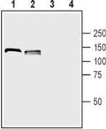 Neuropilin-1 (NRP1) (extracellular) Antibody in Western Blot (WB)