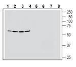 NMUR1 (extracellular) Antibody in Western Blot (WB)