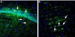 Neuroplastin (extracellular) Antibody in Immunohistochemistry (Frozen) (IHC (F))