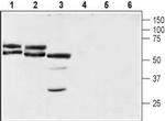 Neuroplastin (extracellular) Antibody in Western Blot (WB)