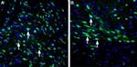 LRRK2 Antibody in Immunohistochemistry (Frozen) (IHC (F))