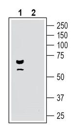 Parkin Antibody in Western Blot (WB)