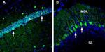 NRG2 (extracellular) Antibody in Immunohistochemistry (Frozen) (IHC (F))