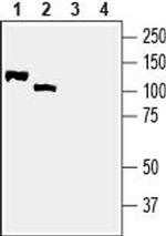 NRG2 (extracellular) Antibody in Western Blot (WB)