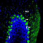 ADAM22 (extracellular) Antibody in Immunohistochemistry (Frozen) (IHC (F))