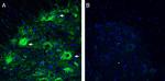 Netrin-3 Antibody in Immunohistochemistry (Frozen) (IHC (F))