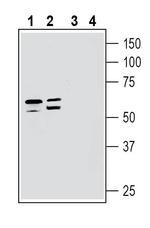 Netrin-3 Antibody in Western Blot (WB)