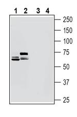 Netrin-3 Antibody in Western Blot (WB)