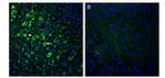 ADAM10 (extracellular) Antibody in Immunohistochemistry (Frozen) (IHC (F))