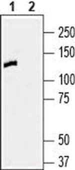 Contactin-1/CNTN1 (extracellular) Antibody in Western Blot (WB)