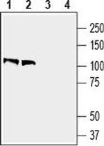 Contactin-1/CNTN1 (extracellular) Antibody in Western Blot (WB)