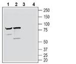 Neuronal Pentraxin Receptor (NPTXR) (extracellular) Antibody in Western Blot (WB)