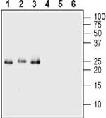 proBDNF Antibody in Western Blot (WB)