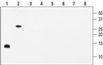 BDNF Antibody in Western Blot (WB)