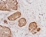 Neurotensin Receptor 1 (extracellular) Antibody in Immunohistochemistry (Frozen) (IHC (F))