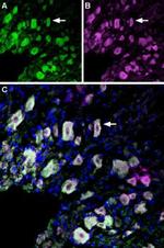 TrkA (extracellular) Antibody in Immunohistochemistry (Frozen) (IHC (F))