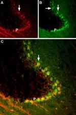 TrkB (extracellular) Antibody in Immunohistochemistry (Frozen) (IHC (F))