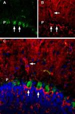 TrkB (extracellular) Antibody in Immunohistochemistry (Frozen) (IHC (F))