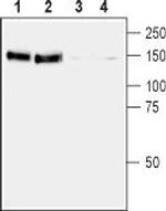 Ret (extracellular) Antibody in Western Blot (WB)