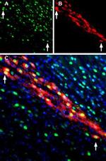 CDNF Antibody in Immunohistochemistry (Frozen) (IHC (F))