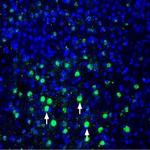 MANF/ARMET Antibody in Immunohistochemistry (Frozen) (IHC (F))