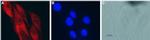 CNTF Antibody in Immunocytochemistry (ICC/IF)