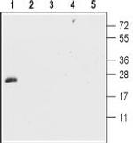 CNTF Antibody in Western Blot (WB)