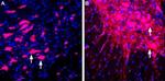 LINGO-1 (extracellular) Antibody in Immunohistochemistry (Frozen) (IHC (F))