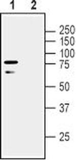 LINGO-1 (extracellular) Antibody in Western Blot (WB)