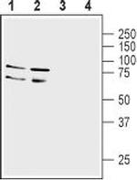 LINGO-1 (extracellular) Antibody in Western Blot (WB)