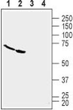 TROY (TNFRSF19) (extracellular) Antibody in Western Blot (WB)