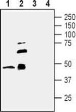 TROY (TNFRSF19) (extracellular) Antibody in Western Blot (WB)