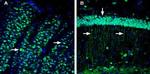 CD73 (extracellular) Antibody in Immunohistochemistry (Frozen) (IHC (F))