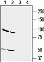 CD73 (extracellular) Antibody in Western Blot (WB)