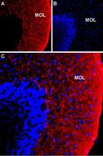 NKCC1 (SLC12A2) (extracellular) Antibody in Immunohistochemistry (Frozen) (IHC (F))